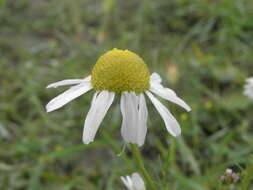 Imagem de Tripleurospermum inodorum (L.) Sch.-Bip