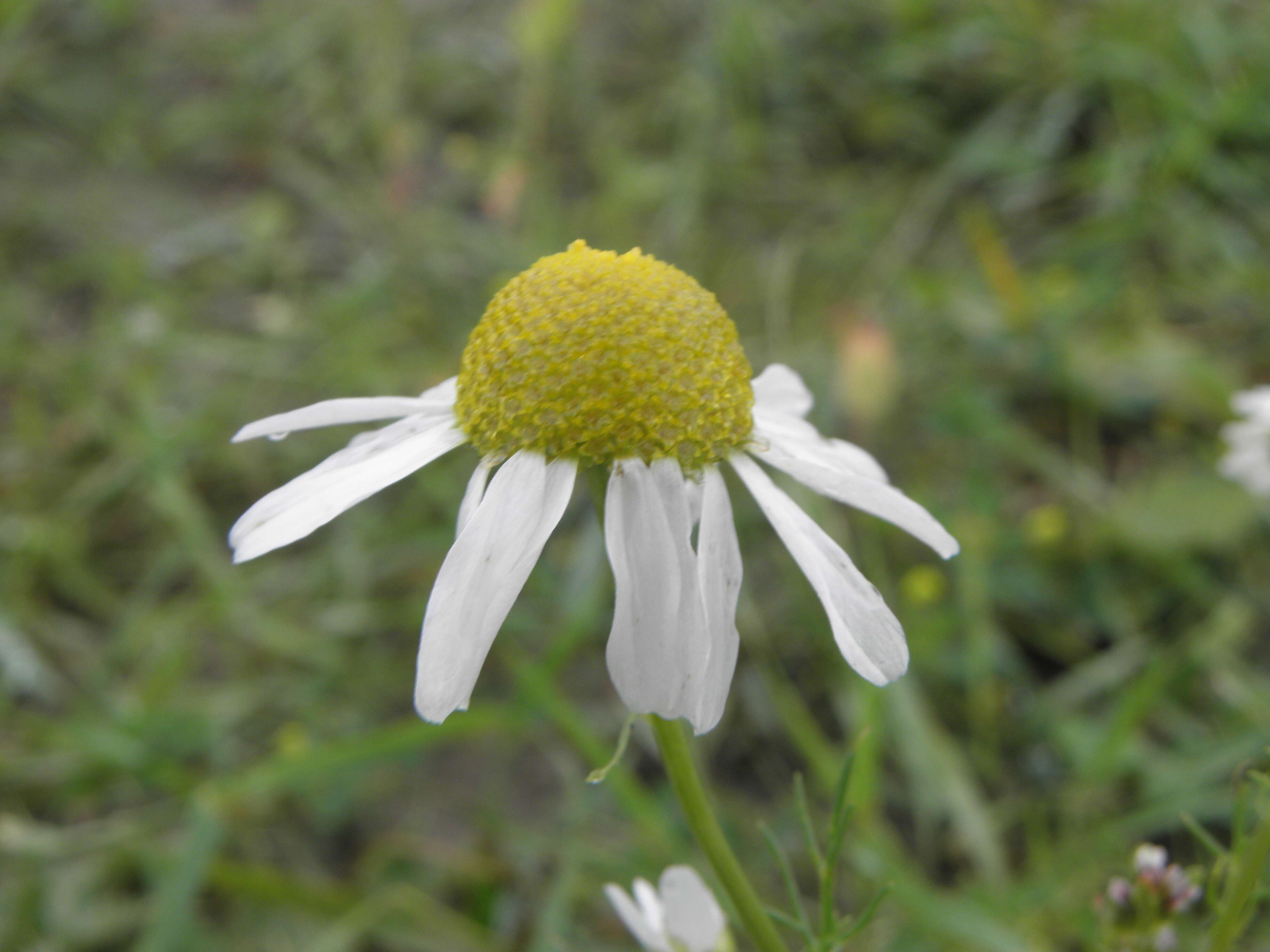 Imagem de Tripleurospermum inodorum (L.) Sch.-Bip