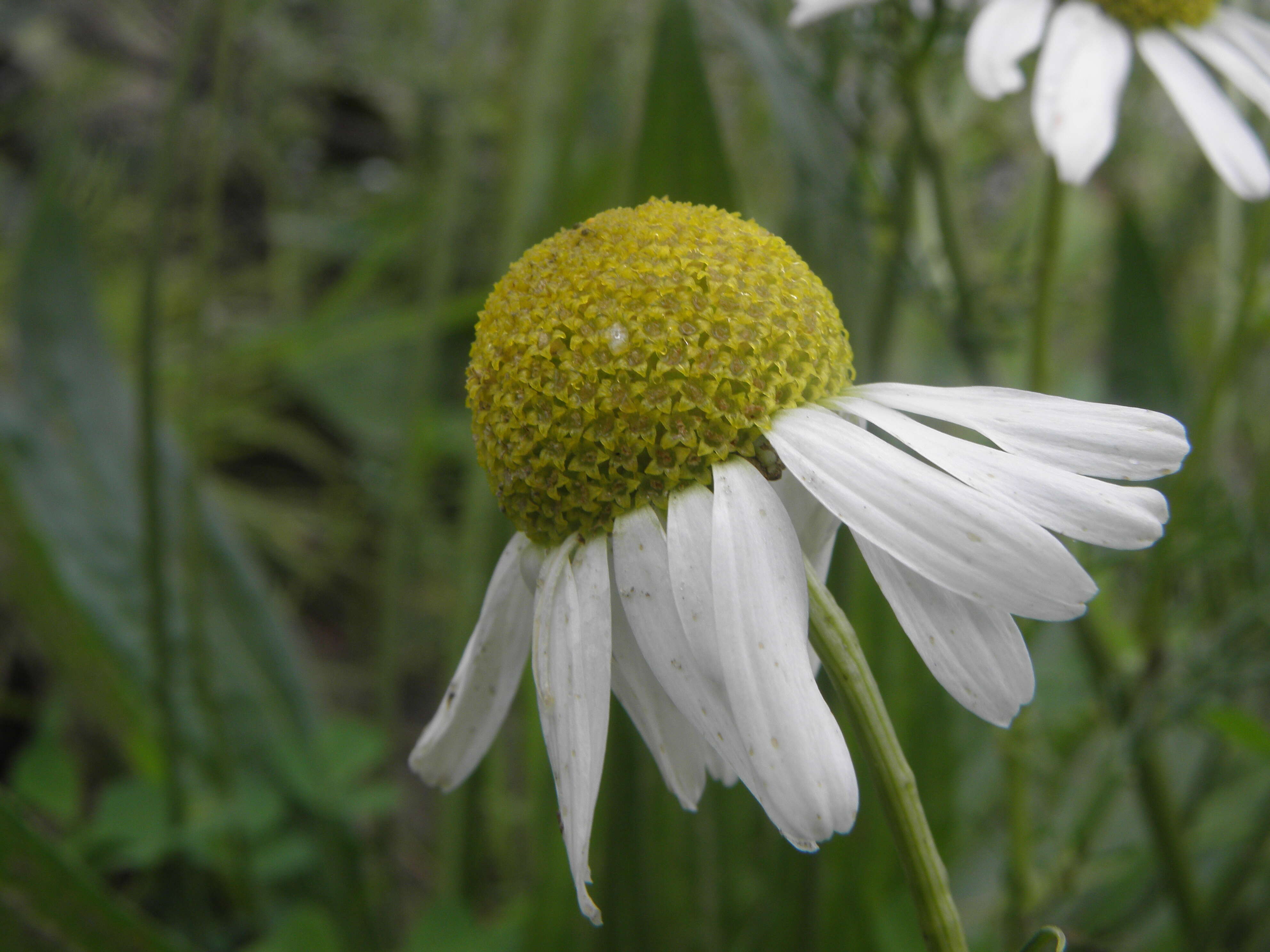 Image of scentless false mayweed