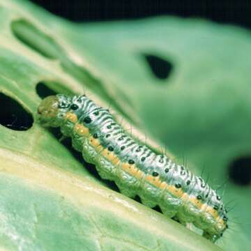 Image of Cross-striped Cabbageworm