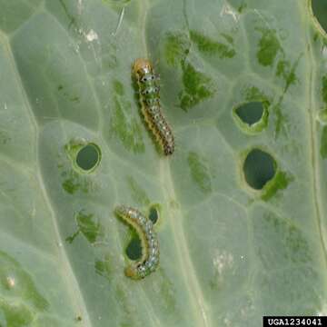 Image of Cross-striped Cabbageworm