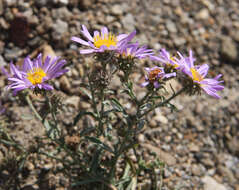 Image of tundra aster