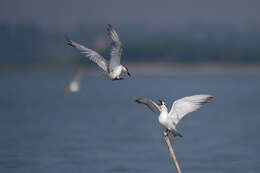 Image of Whiskered Tern