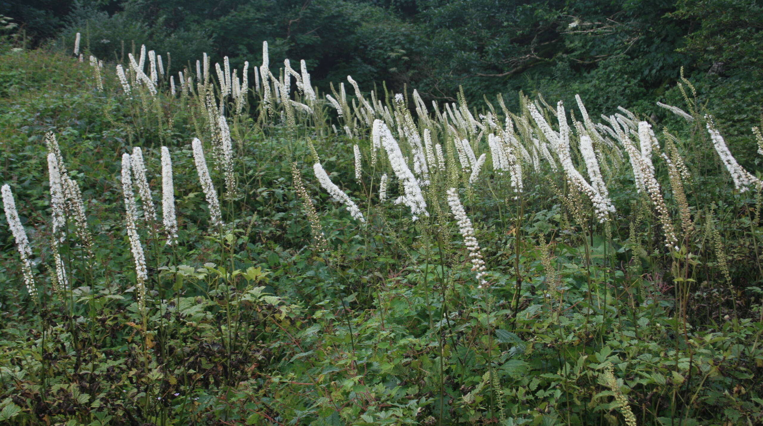 Plancia ëd Actaea simplex (DC.) Wormsk. ex Fisch. & Mey.