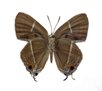 Image of Dacalana treadawayi