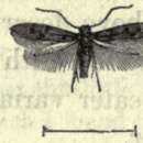 Image of Sorhagenia lophyrella Douglas 1846