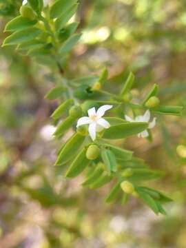 Image of Olax stricta R. Br.