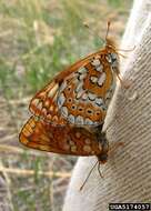 Image of Euphydryas sibirica