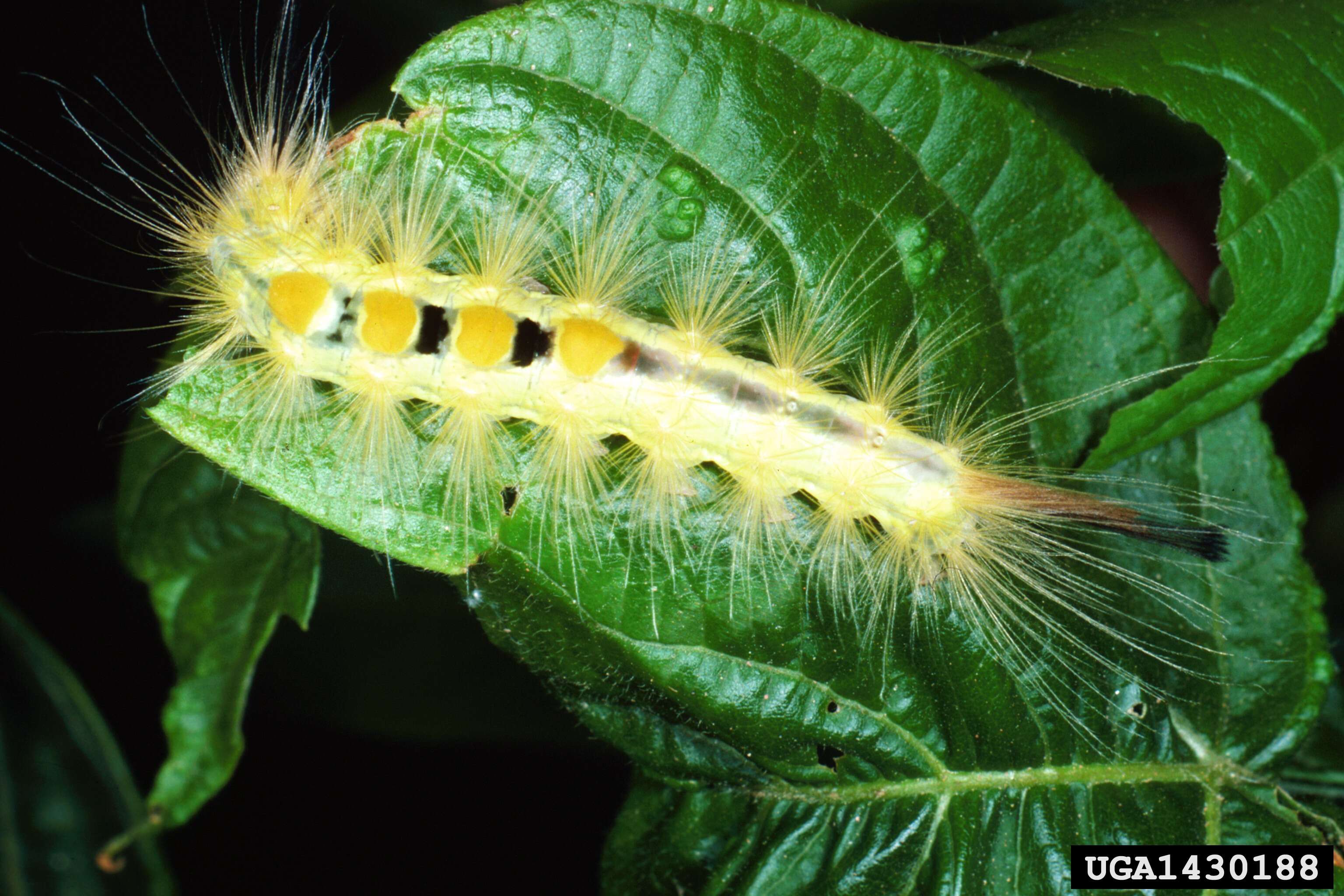 Image of Definite Tussock Moth