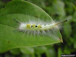 Image of Definite Tussock Moth