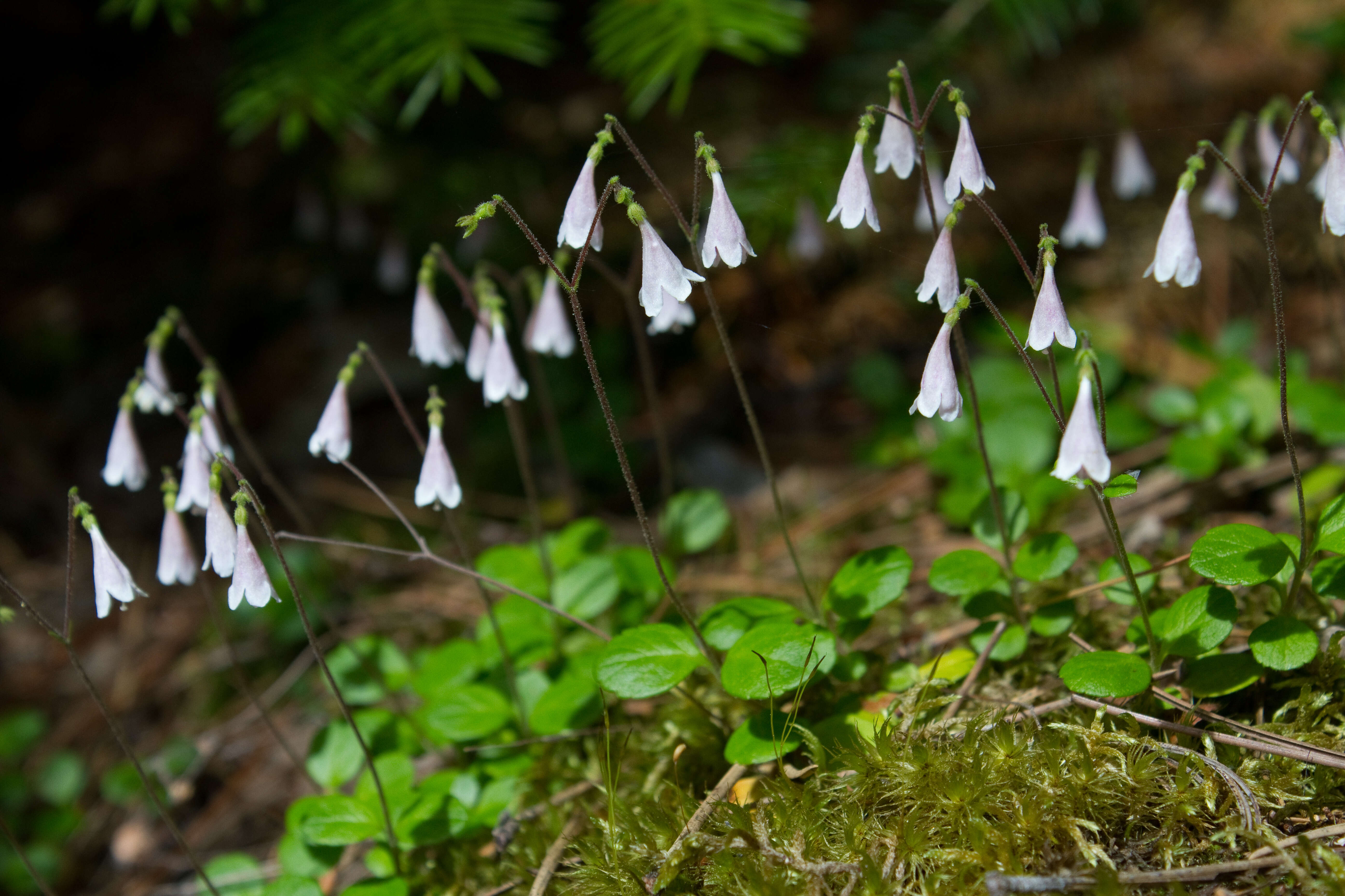 Image of Twinflower