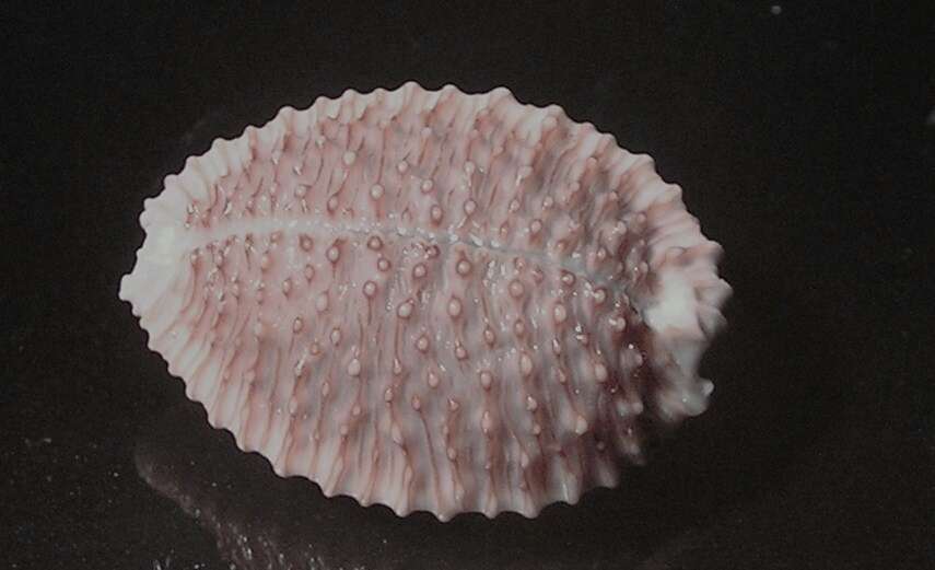 Image of granulated cowry