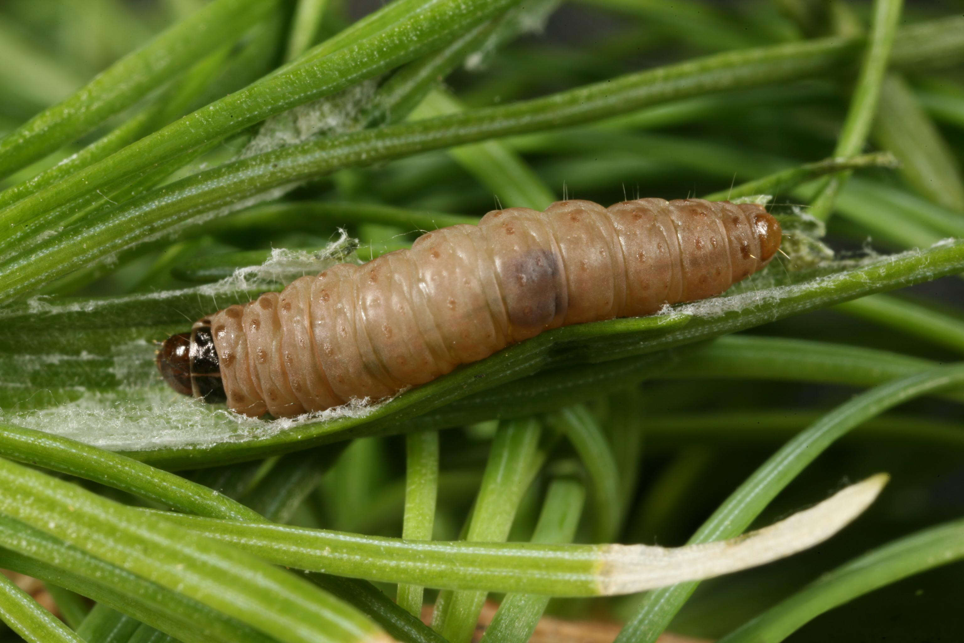 Image of Spilonota laricana