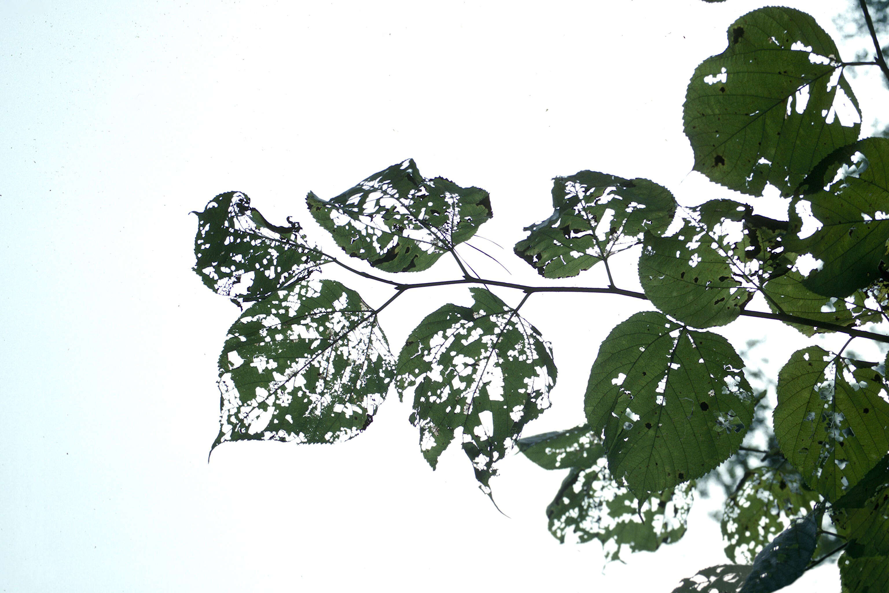 Image of Mulberry Leaftier Moth