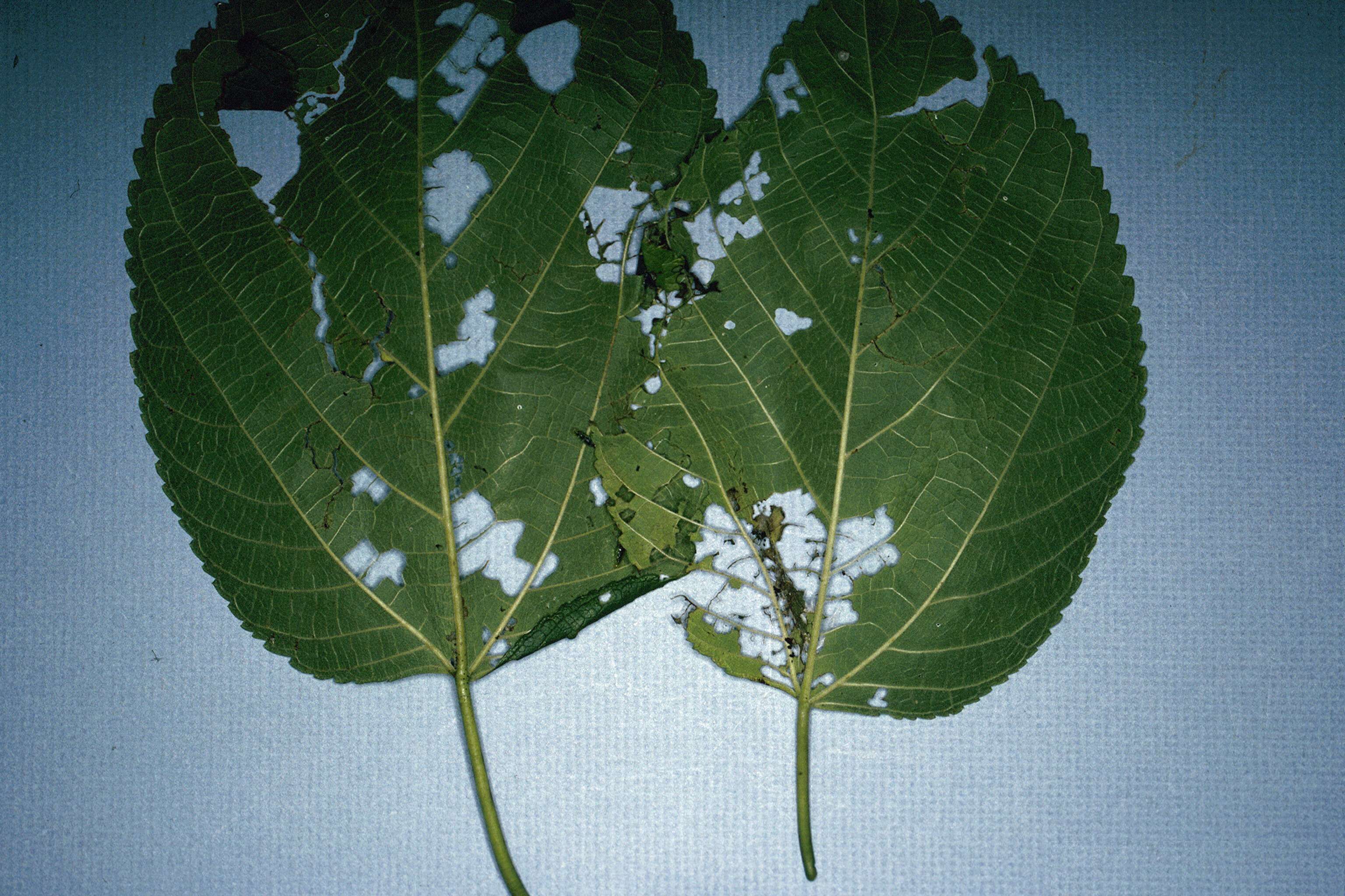 Image of Mulberry Leaftier Moth