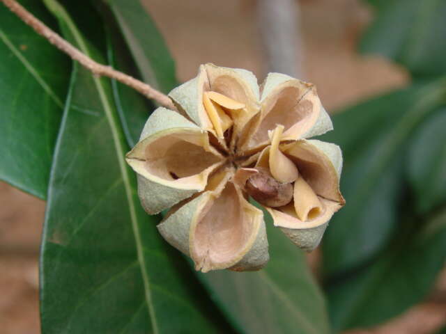 Image of Esenbeckia leiocarpa Engl.