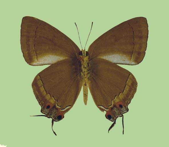 Image of Tajuria deudorix