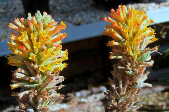 Image of Buddleja tubiflora Benth.