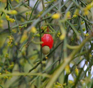 Image of Exocarpos cupressiformis Labill.