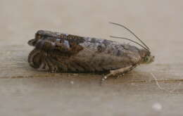 Image of gorse pod moth