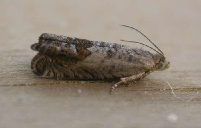 Image of gorse pod moth