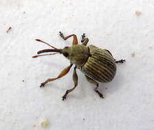 Image of Exapion ulicis