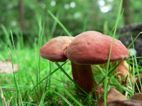 Image of Hortiboletus rubellus (Krombh.) Simonini, Vizzini & Gelardi 2015