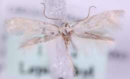 Image of Elachista rudectella Stainton 1849