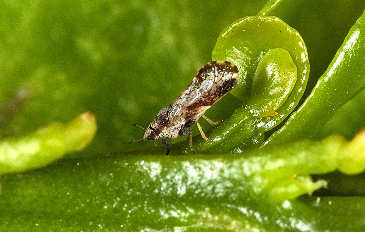 Image of Asian Citrus Psyllid