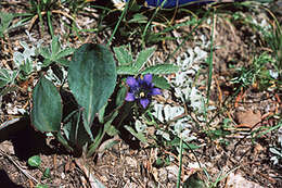 Image of Parry's gentian