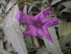 Image de Ruellia simplex Wright