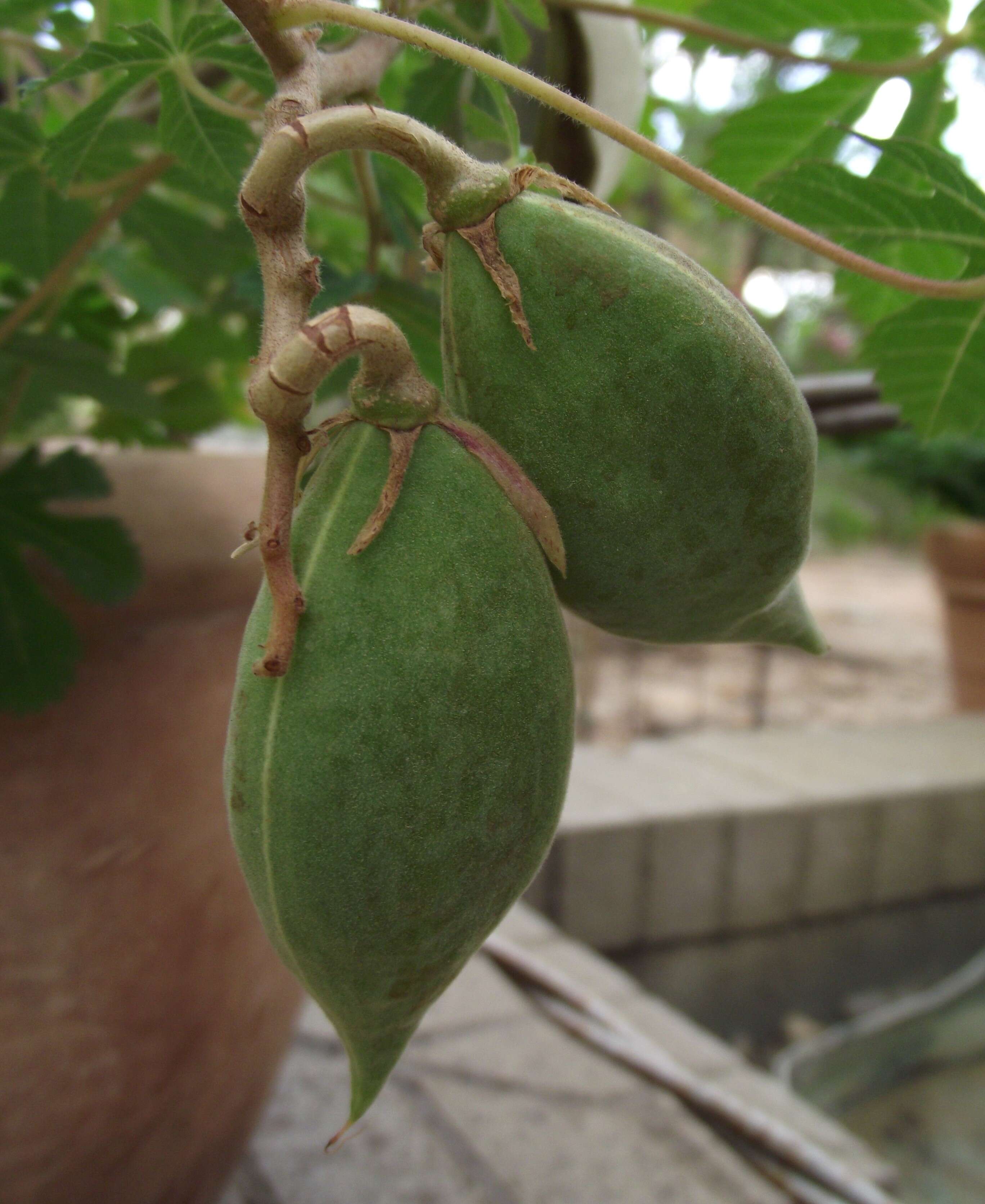 Imagem de Cochlospermum gonzalezii (Sprague & L. Riley) Byng & Christenh.