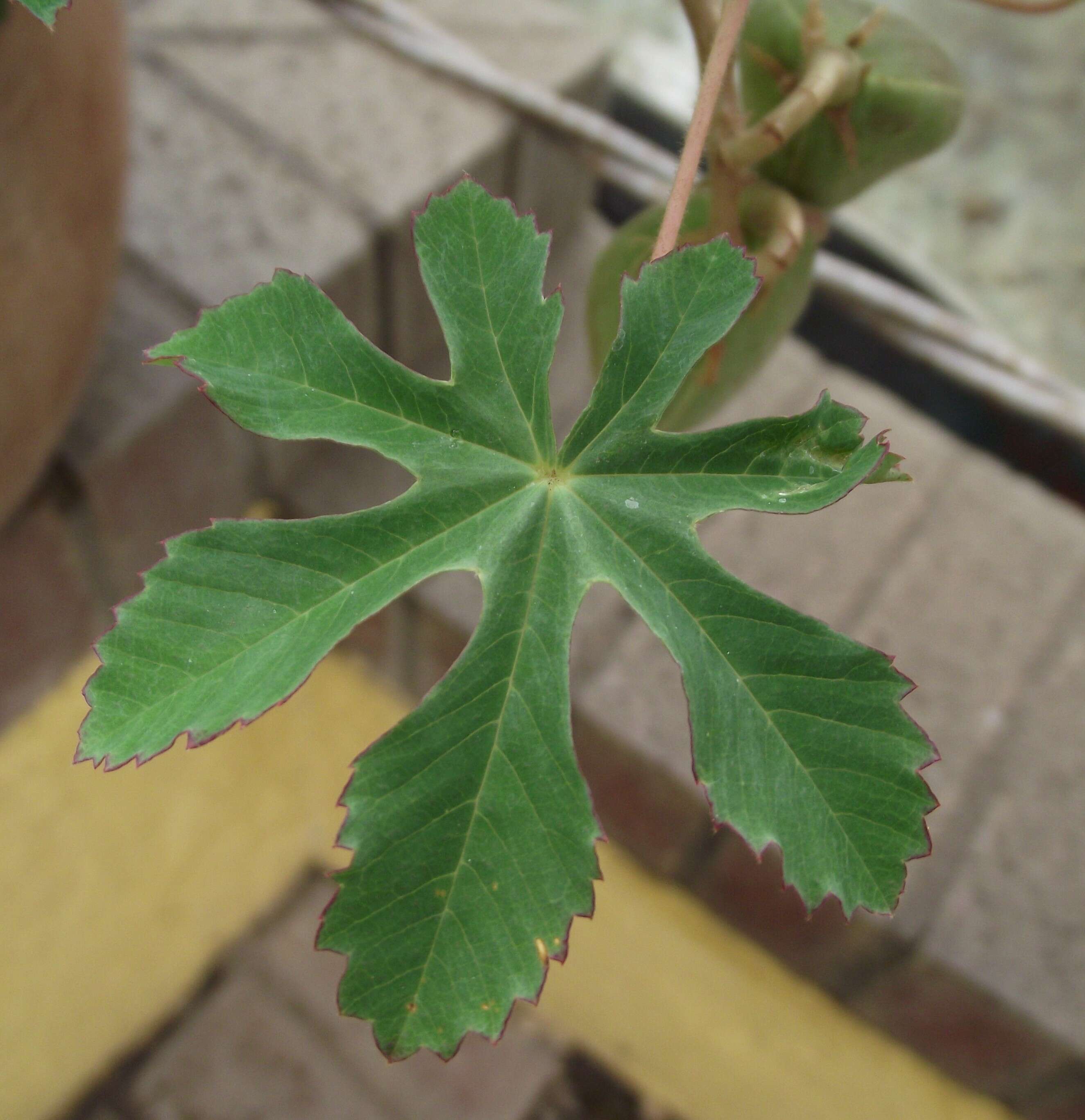 Imagem de Cochlospermum gonzalezii (Sprague & L. Riley) Byng & Christenh.