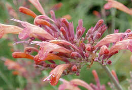 Image of threadleaf giant hyssop