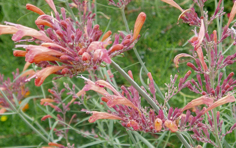 Image of threadleaf giant hyssop