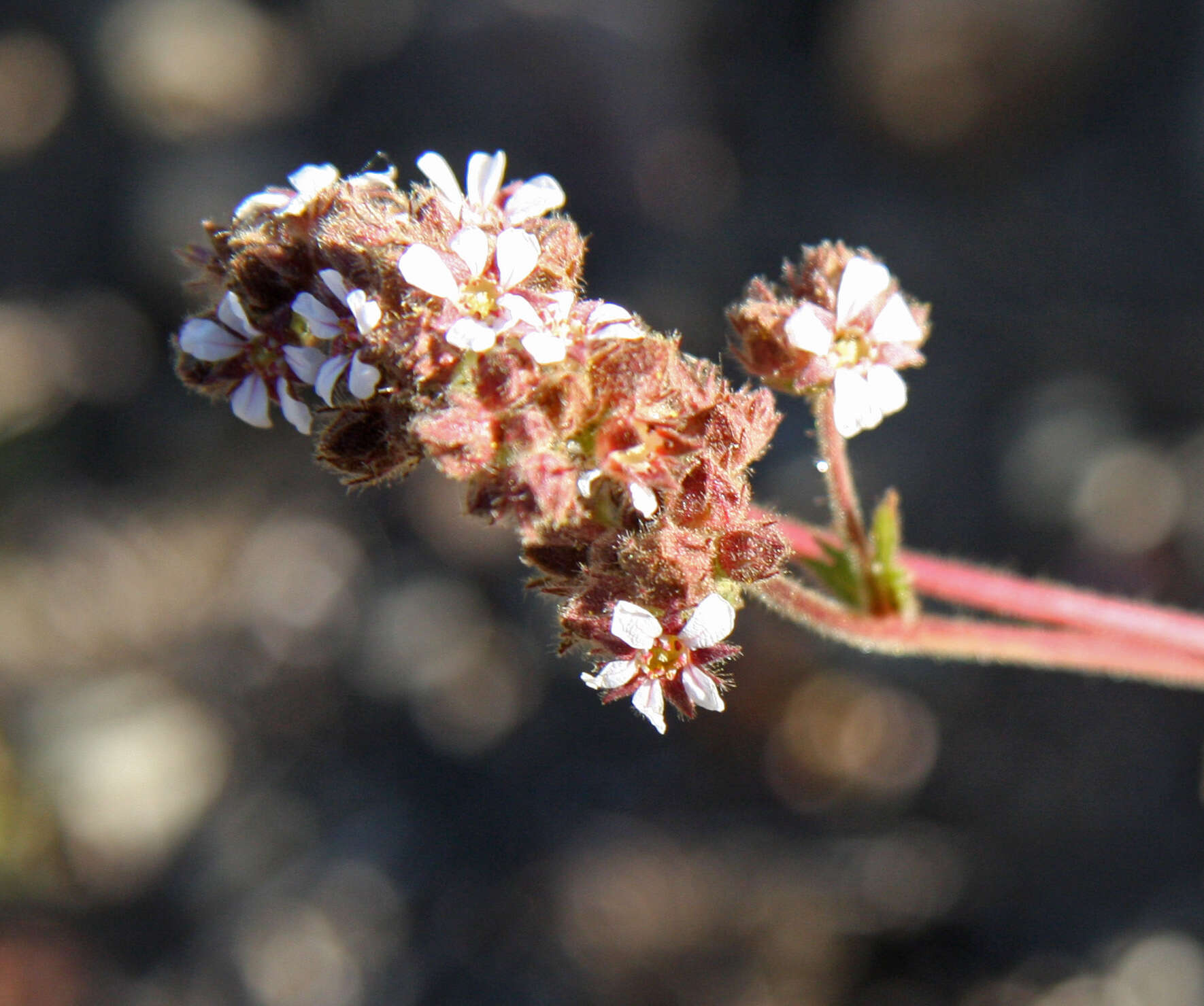 Image of pinewoods horkelia