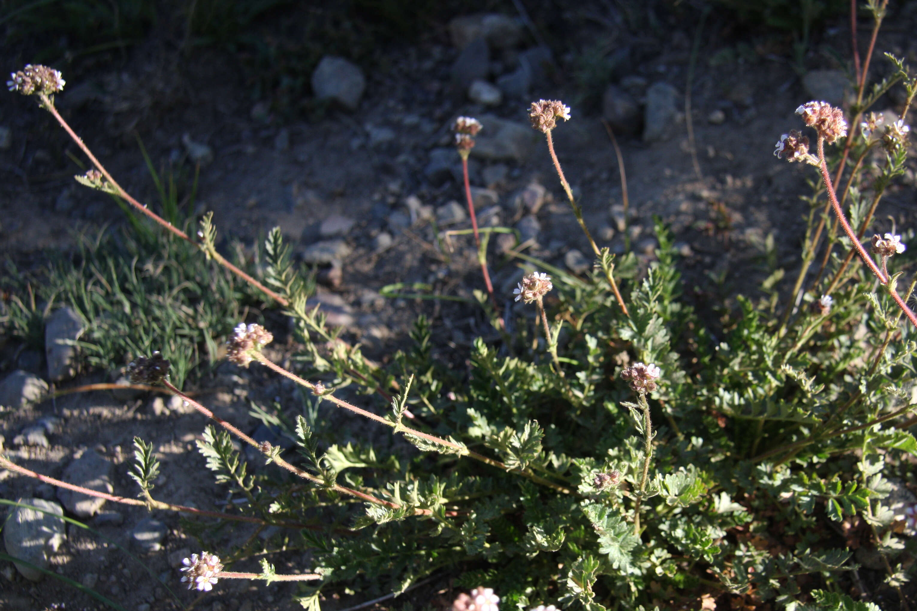 Image of pinewoods horkelia