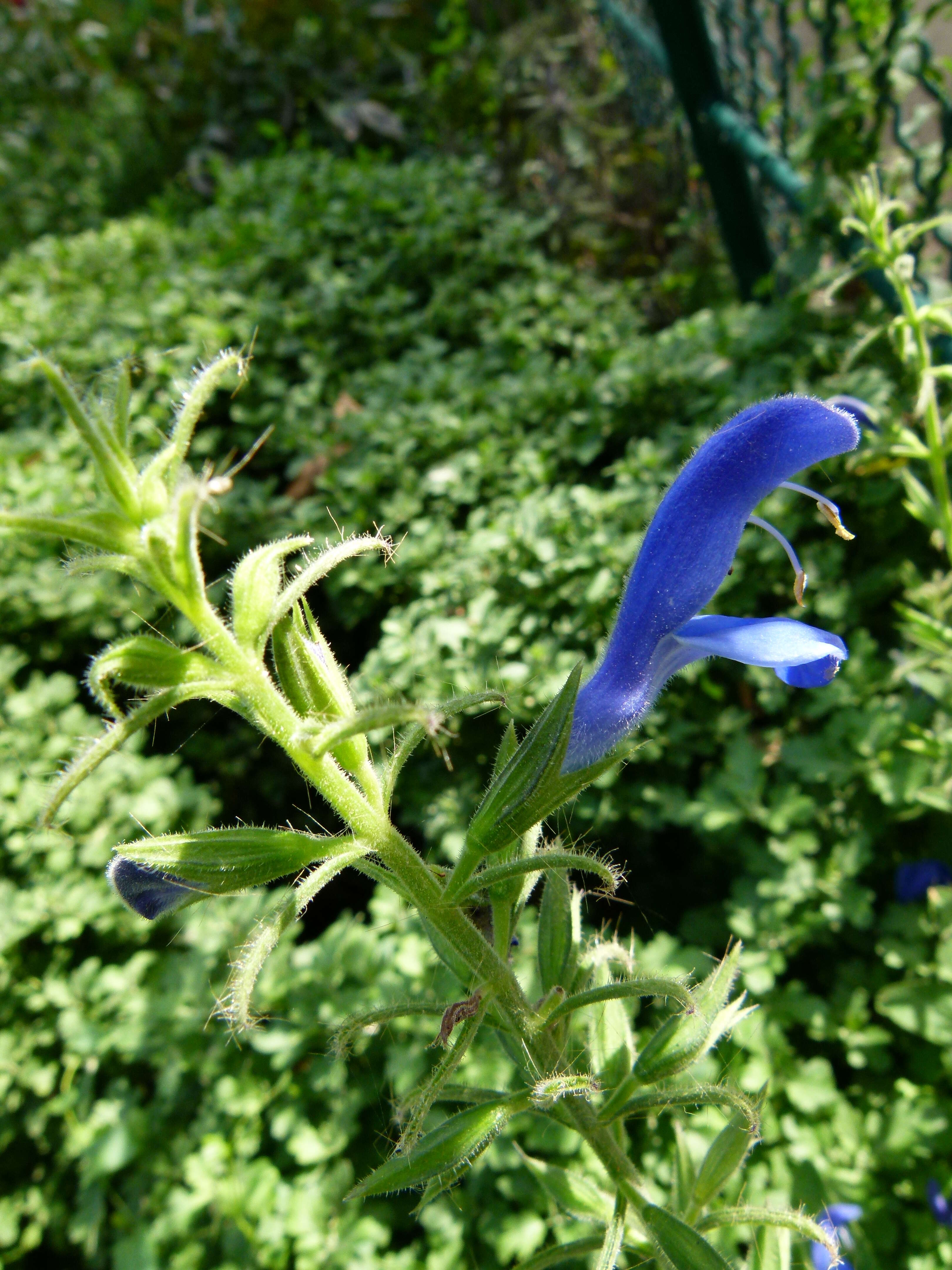 Imagem de Salvia patens Cav.