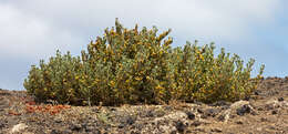 Image de Tetraena fontanesii (Webb & Berthel.) Beier & Thulin