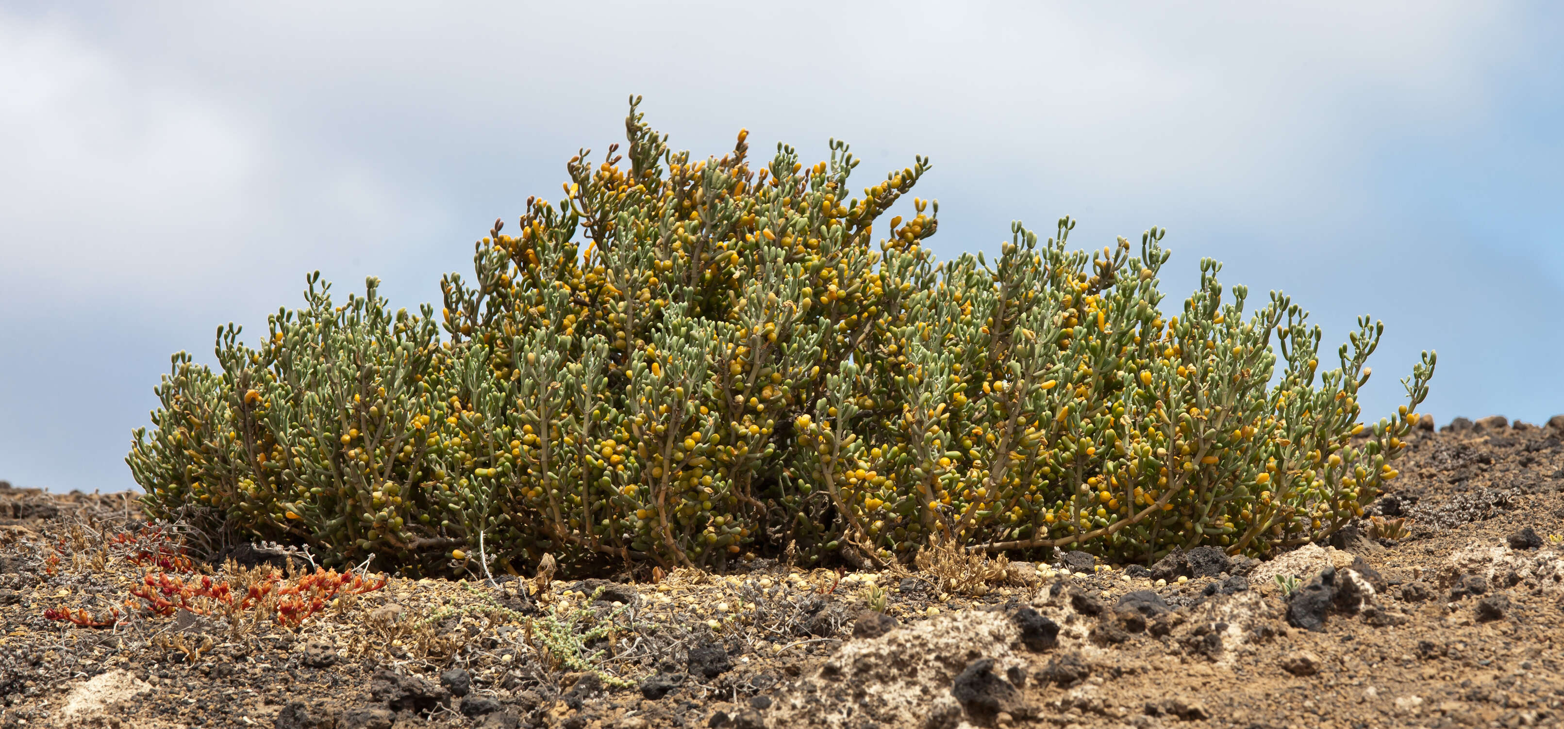 Image of Tetraena fontanesii (Webb & Berthel.) Beier & Thulin