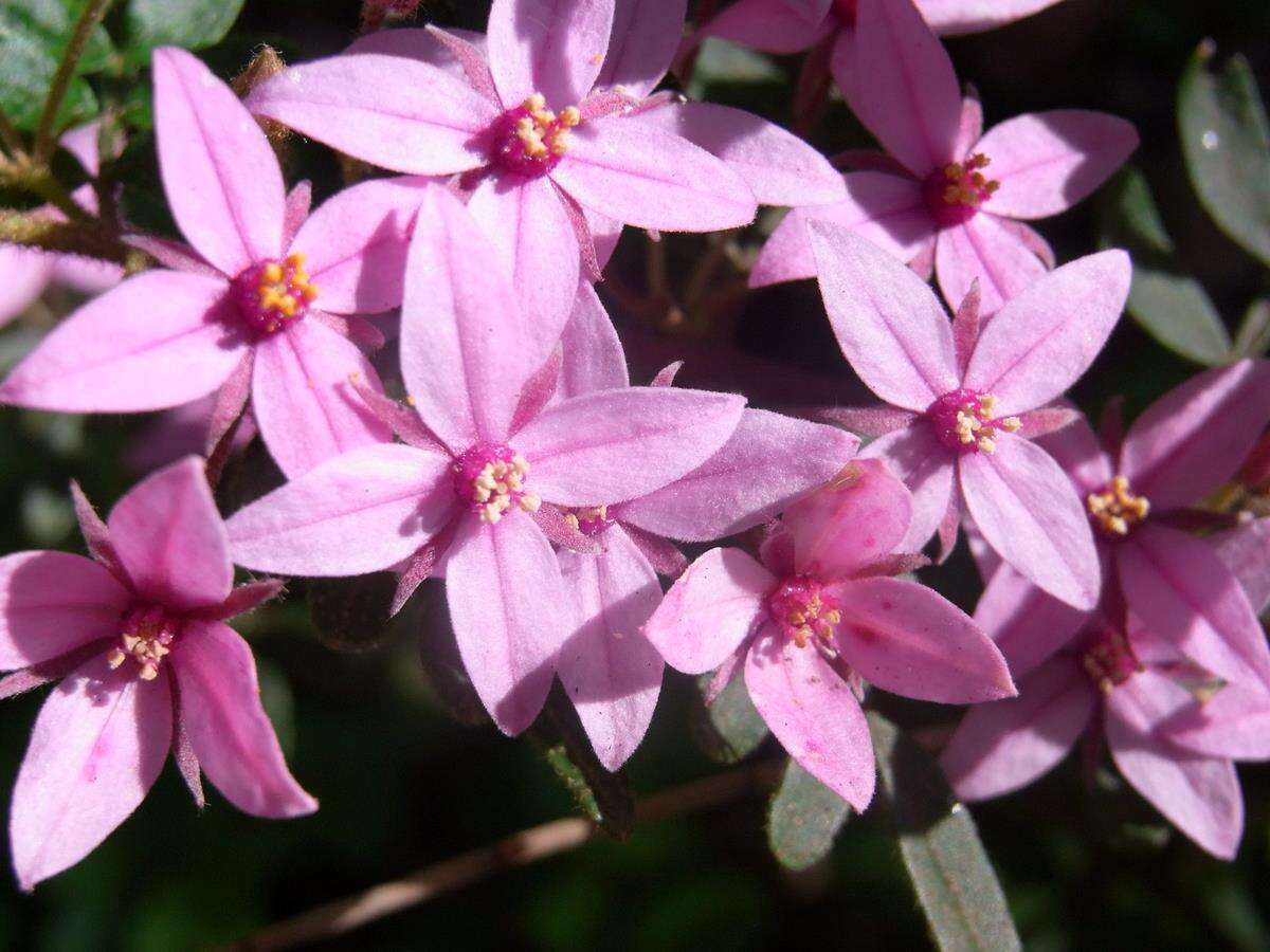 Image of Soft Boronia