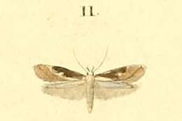 Image of Blastodacna hellerella Duponchel 1839