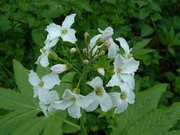 Image of Pinnate Coralroot