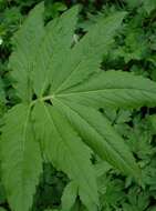 Image of Pinnate Coralroot