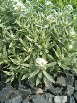 Image of Three-nerved Pearly Everlasting