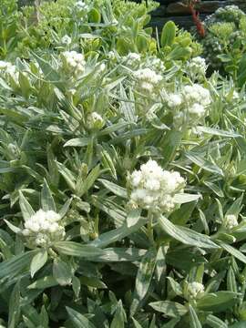 Image of Three-nerved Pearly Everlasting