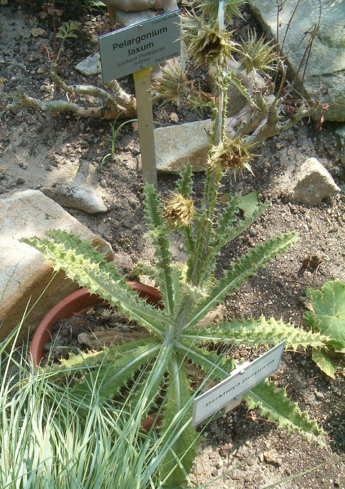 Image of Berkheya purpurea (DC.) Benth. & Hook. fil. ex Mast.