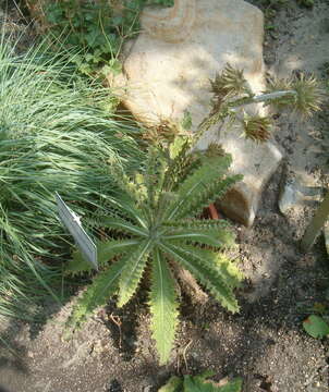 Image of Berkheya purpurea (DC.) Benth. & Hook. fil. ex Mast.