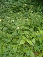 Image of white wood aster