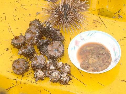 Image of banded sea urchin